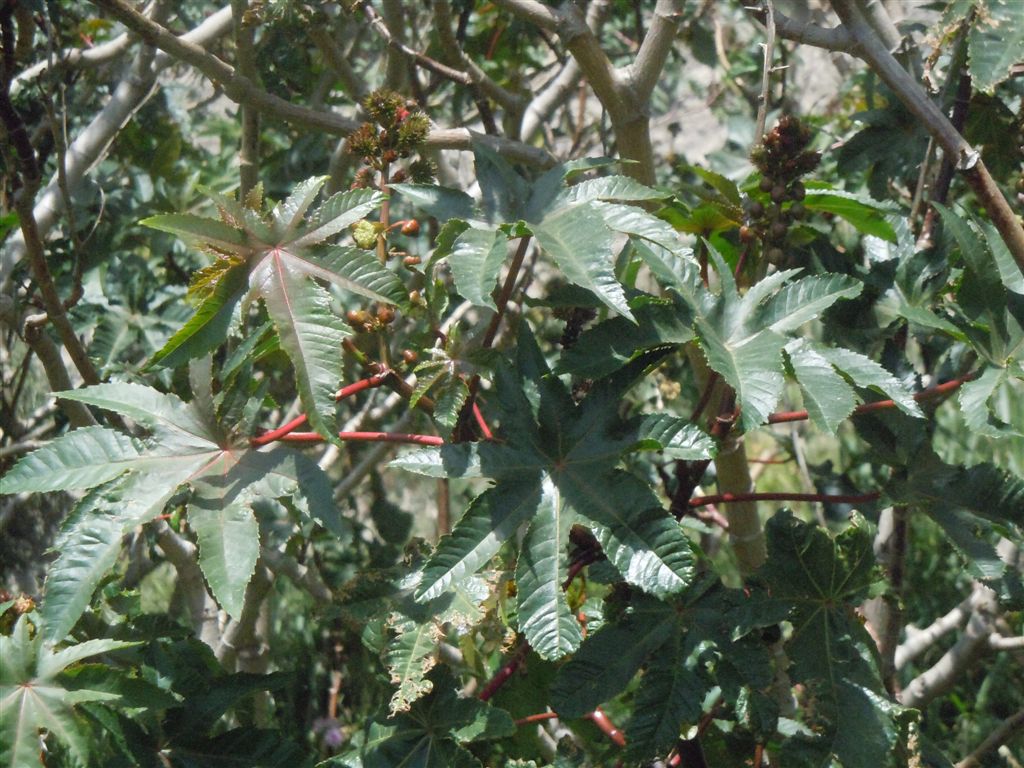 Arbusti - Ricinus communis